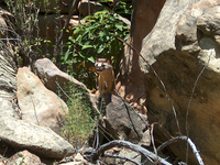 : Mustela frenata; Long-tailed Weasel