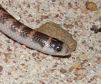 : Brachyurophis semifasciatus; Southern Shovel-nosed Snake