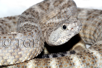: Crotalus mitchellii pyrrhus; Southwestern Speckled Rattlesnake