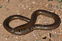 : Typhlops lineolatus; Lanceolated Blind Snake