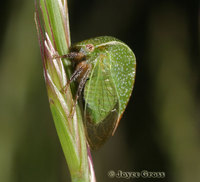 : Spissistilus sp.; Three-cornered Alfalfa Hopper