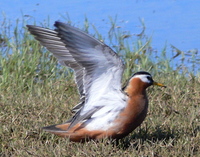 Displaying female Red Phalarope. Photo by Rick Taylor. Copyright Borderland Tours. All rights re...