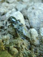 Creophilus maxillosus - Hairy Rove Beetle