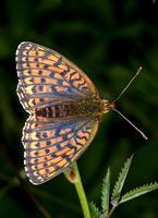 Brenthis hecate - Twin-spot Fritillary