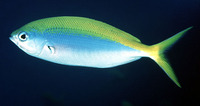 Caesio xanthonota, Yellowback fusilier: fisheries