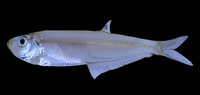 Neoopisthopterus tropicus, Tropical longfin herring: fisheries