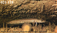 Gaidropsarus biscayensis, Mediterranean bigeye rockling: fisheries