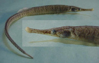 Syngnathus pelagicus, Sargassum pipefish: