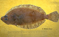 Hippoglossina stomata, Bigmouth flounder: fisheries