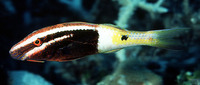 Parupeneus barberinoides, Bicolor goatfish: fisheries, aquarium