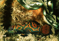 Synchiropus splendidus, Mandarinfish: aquarium