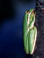 Image of: Hyla cinerea (green treefrog)