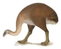 Image of: Dinornis novaezealandiae