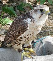 Image of: Falco cherrug (Saker falcon)