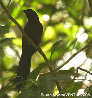 Ratchet-tailed Treepie - Temnurus temnurus