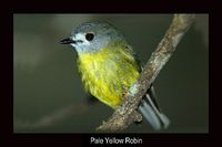 Pale Yellow Robin