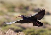 skallet ibis / bald ibis (Geronticus eremita)