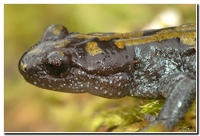 : Ambystoma macrodactylum krausei; Long-toed Salamander