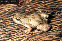 : Cacosternum boettgeri; Boettger's Dainty Frog