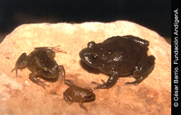 : Pristimantis paramerus