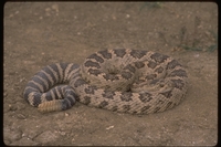 : Crotalus viridis; Western Rattlesnake