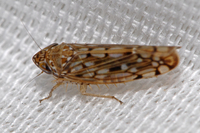 : Osbornellus scalaris; Leaf Hopper