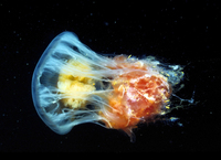 : Phacellophora camtschatica; Egg-yolk Jellyfish