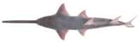 Narrow Sawfish - Anoxypristis cuspidata