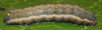 Ochropacha duplaris - Common Lutestring