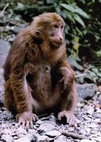 藏酋猴 Macaca thibetana