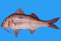 Pseudupeneus grandisquamis, Bigscale goatfish: