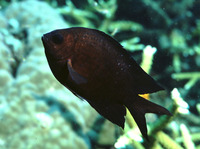 Acanthochromis polyacanthus, :
