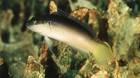 Pseudochromis pesi, Pale dottyback: aquarium