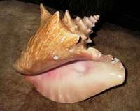 Strombus gigas - pink conch