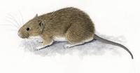 Image of: Sigmodon hispidus (hispid cotton rat)