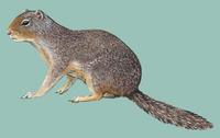 Image of: Spermophilus columbianus (Columbian ground squirrel)