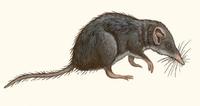 Image of: Suncus etruscus (white-toothed pygmy shrew)