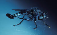 Image of: Asilidae (robber flies)
