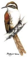 Image of: Siptornopsis hypochondriaca (great spinetail)