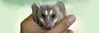 Mindoro stripe-faced fruit bat, Styloctenium mindorensis