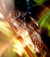 Palawan Scops Owl - Otus fuliginosus