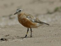 Red-breasted Dotterel - Charadrius obscurus