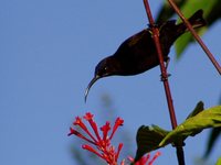 Amethyst Sunbird - Chalcomitra amethystina
