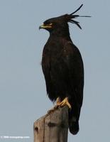 Long-crested Eagle, Lophaetus occipitalis, perched on a tree stump