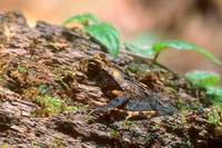 : Bufo melanochlorus; Wet Forest Toad