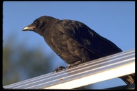 : Corvus caurinus; Northwestern Crow