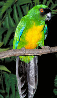: Prosopeia personata; Masked Shining-parrot