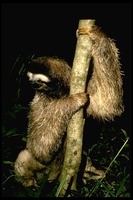 : Bradypus tridactylus; Three-toed Tree Sloth