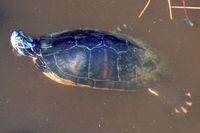: Pseudemys nelsoni; Florida Red-bellied Cooter