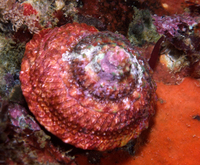 : Astraea gibberosa; Red Top Snail